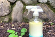 Homemade Weed Killer Recipe