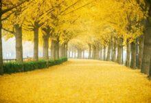 Yellow spring road japan