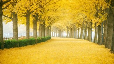 Yellow spring road japan