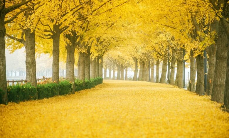 Yellow spring road japan