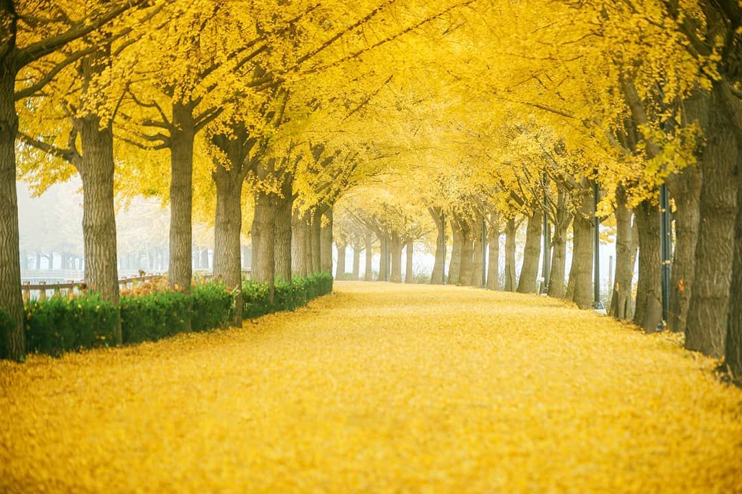 Yellow spring road japan