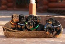 The Future Trends in Doberman Puppies for Sale